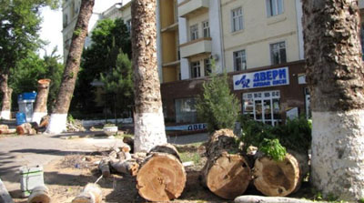 Дарахтни ноқонуний кесганлар қанча жарима тўлайжи?