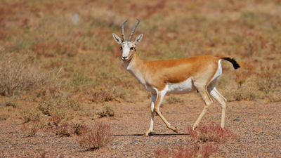 Денгизнинг  қуриган майдонида  ёввойи ҳайвонлар