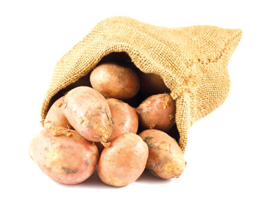 Зарарланган  картошкалар,  хавф солаётган  янги зараркунанда