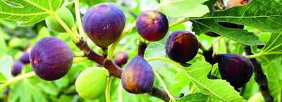 «Анжирбоғ»нинг    анжиридан татиб кўрганмисиз?