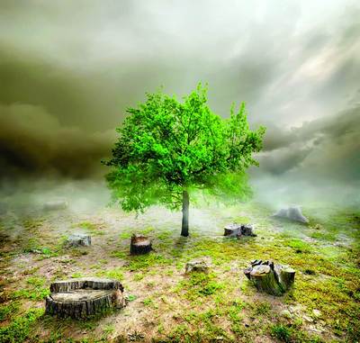 Энди дарахтлар  кесилмайдими?