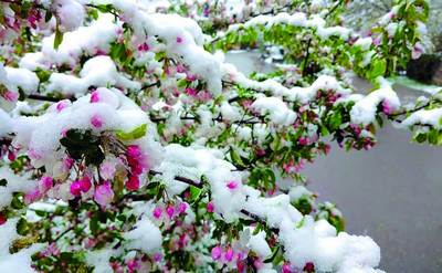 Эрта гуллаётган  дарахтлар тақдири  нима бўлади?