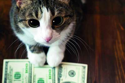 500  долларлик  мушук