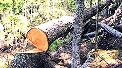 Дарахтга суиқасд Бу қачонгача давом этади?