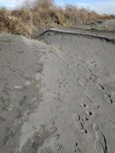 Экохушхабар:  Ўрта Осиё суғури  буткул йўқолиб кетмаган