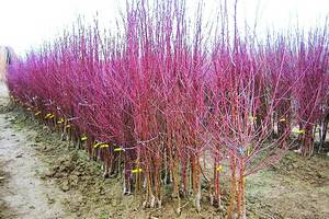 Қишин-ёзин  яшнаб турган  томорқа