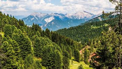 Яшиллик сари  катта қадам