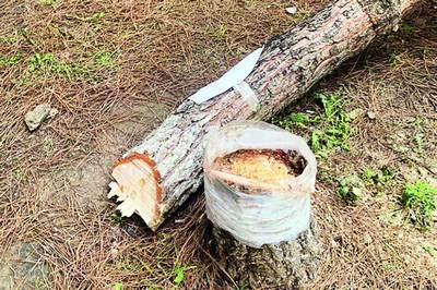 Табиатга, эртанги кунга  хиёнат