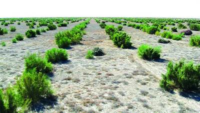 Оролқум саҳросида  бугунги вазият  қандай?