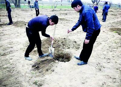 Каттақўрғон кўчатлар   экишга шай