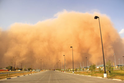 Яна қанча қум  бўрони керак  дарахтларнинг табиатдаги ўрнини англаш учун?
