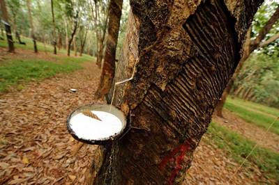 Антиқа  дарахтлар