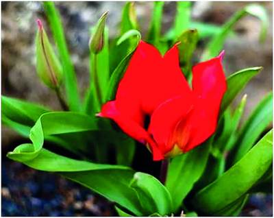 Туберган лоласи