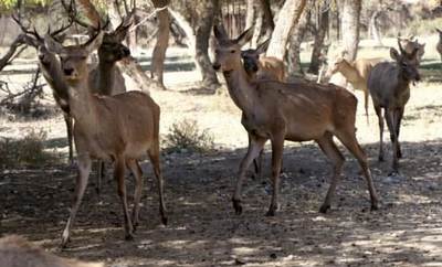 Бухоро хонгули  ўлжа эмас!