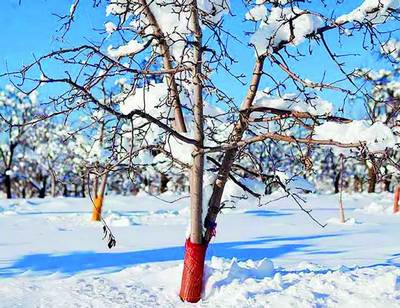 Кутилмаган совуқ ёки қордан кўчатларни  қандай асраймиз?
