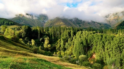 Ўрмон фонди  ерларидамуҳофаза этиладиган ҳудудлар пайдо бўлади