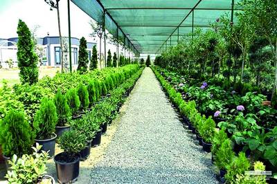 Андижон  12 миллион  20  минг туп  кўчат захирасига эга