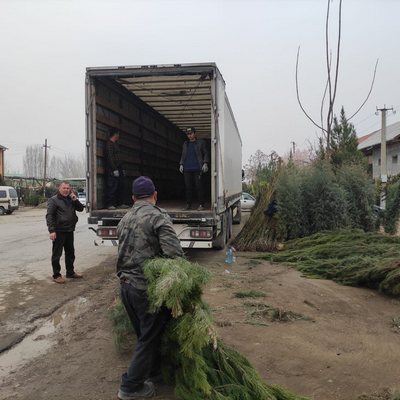 Боғотда  кўчатлар қандай экилмоқда?