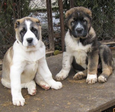 Оҳангаронда итлар оммавий тутилаётгани ва ўлдирилаётгани ҳақида тарқалди