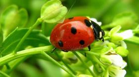 Боғга фойдали хонқизи