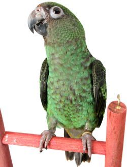 Ёввойи ҳайвонларни уйда сақлаш “ тренд”га  чиқмоқда ёки 100-200 мингга сотилаётган лочинлар