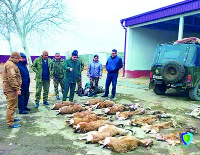Кийикларга  келган  қирғин  ёхуд тизимдаги муаммо  қачон бартараф қилинади?