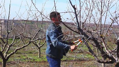 Апрель ойида  кўчат экиш мумкинми?  Боғбонлар нима дейди?