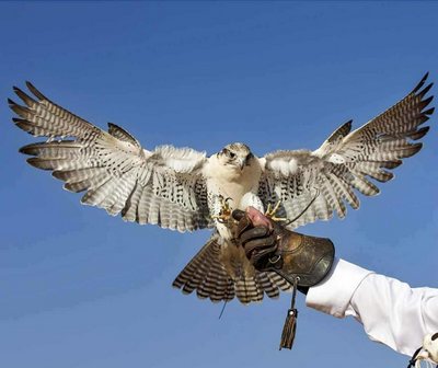 Ёввойи ҳайвонларни  уйда сақлаш  «тренд»га чиқмоқда