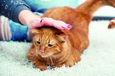 Ҳайвонлар ожиз,  лекин ҳимоясиз эмас