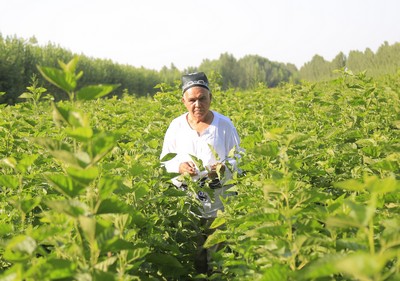 Маҳаллий янги навлар  дунё эътирофига  муносиб бўлмоқда