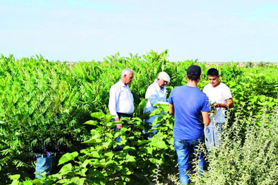 Экилган ҳар бир ниҳол –  ер фарзанди  унинг мослашиши, ўсиши ва ривожланиши ўз қўлимизда