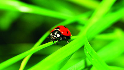 Боққа фойдали  хонқизи