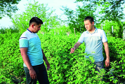 Малина етиштириб топилаётган  миллионлар