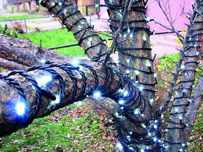 «Занжирбанд»  Дарахтлар  Уларни халос этиш ҳақида  негадир ҳеч ким ўйламаяпти