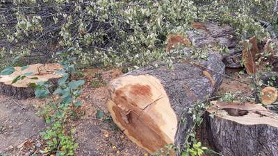 «Шаҳар мўйловдори» зарар етказган  дарахтлар  кесилди