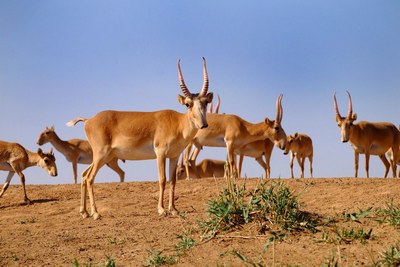 Сайғоқларнинг  юракни ларзага  соладиган хусусияти