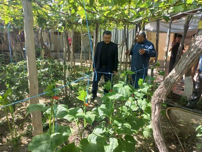 Узум сақлашда  «олтиариқча  инновация»  