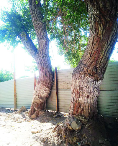 Урганчда ёши икки асрга тенг эгизак дарахтлар  кесиб ташланди