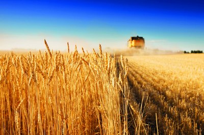 Дунёга ғалла танқислиги  хавф  солмоқда