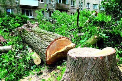 Дарахт кесганга  олдин жарима, кейин эса  қамоқ