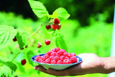 Водилдан 4 миллион долларлик  малина экспортга