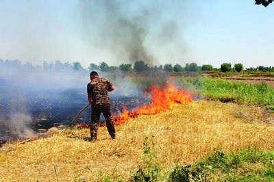 Экин майдонлари ёқилиши  Экотизимга  жиддий зарар