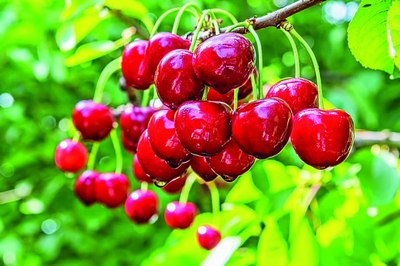 Олча-ю  гилоснинг ҳам  кўпи  зарарми?