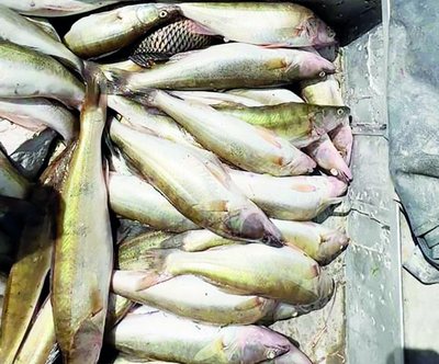 Кўпайтириш ўрнига  йўқ қилиш  авжида, нега?