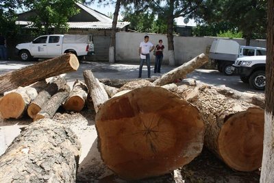 Дарахт кесганга жаримани  ошириш кўзланган  қонун лойиҳаси қайтарилди, нега?