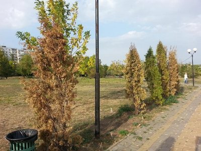 «Яшил макон» мониторинги:  Қанчаси ўсяпти,  қанчаси қуриди?