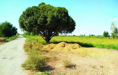 «Гужумлар музейи»  асраб қолиниши зарур