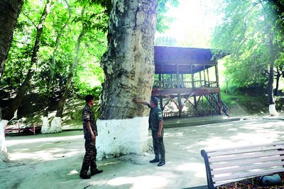 Муҳофаза қилинса  2000 йил яшайдиган дарахт