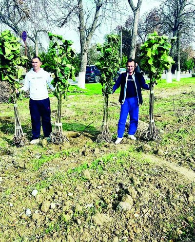 Жиззахлик ҳоким  Ёрдамчилари  30 минг дона ниҳол экишни мақсад қилган