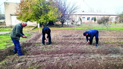 Яшиллик – тирикликнинг муҳим белгиси